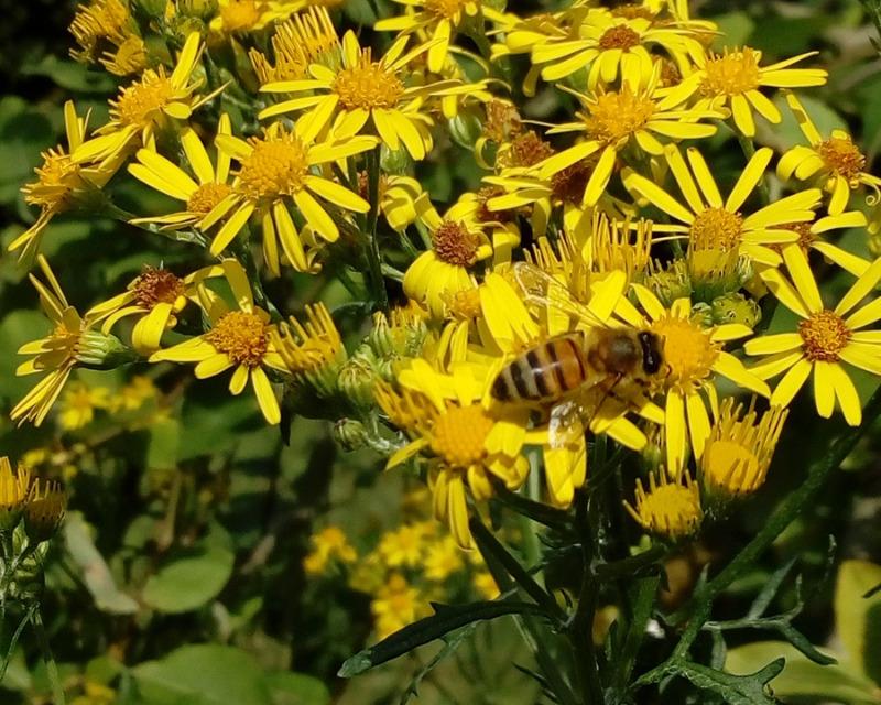20250627_152333_nat-rn-terrain-668_photo_IMG_20240719_161545' abeille sur séneçon, mon jardin, animaux, nature, insectes, fleurs jaunes.jpg